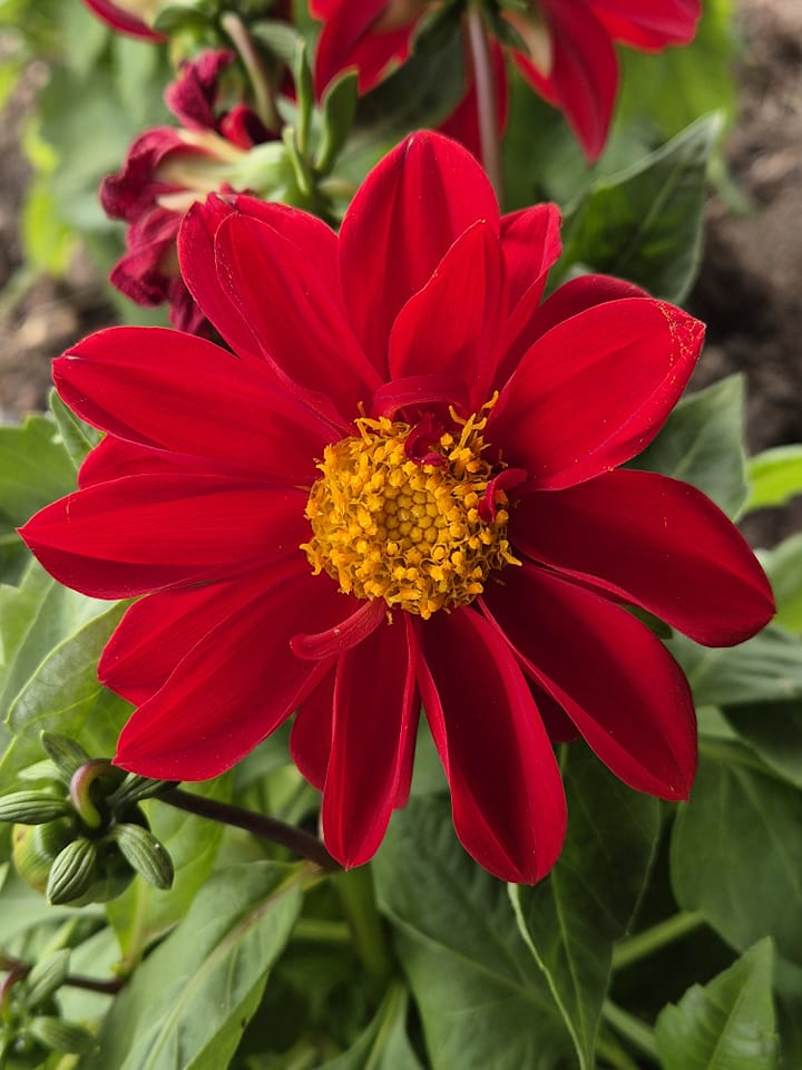 Tropical Red flower